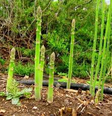 how to grow and harvest asparagus in