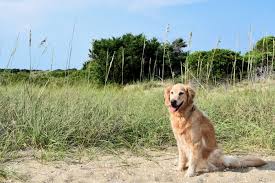 dog friendly trip to the outer banks