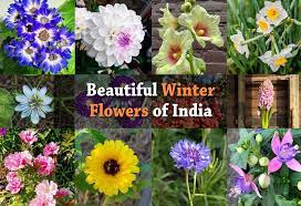 winter flowers of india 17 flowers