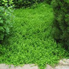 herniaria glabra green carpet ground