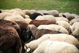 sheep grazing in the green fields
