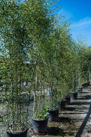 Golden Bamboo Wykeham Plants