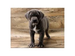 Male cane corso tend to be slightly larger than females. Cane Corso Puppies Houston Tx Petland Katy