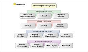 Protein Expressions Proteomics Molecular Biology