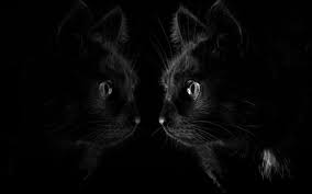 dark black cat reflection animals