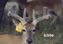 Everything About Deer Antlers