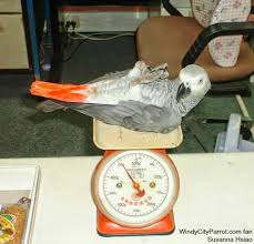How Much Should My Birds Weigh