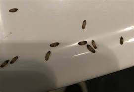 carpet beetles in the bathroom