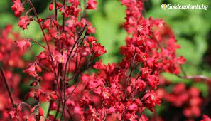 То се казва хойхера и освен че си има сравнително забавно име, очевидно разполага и с изящни листа, обагрени в розово, и наситено розови цветчета. Hojhera Koralova Gora Heuchera Coral Forest
