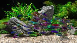 fond d écran d aquarium animé pour pc
