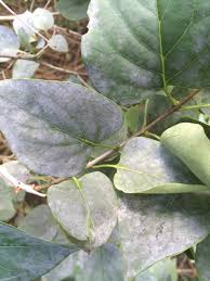 Maybe you would like to learn more about one of these? Landscape Powdery Mildew Umass Center For Agriculture Food And The Environment