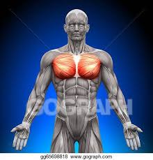 This page provides an overview of the chest muscle group. Drawings Chest Pectoralis Major Pectoral Stock Illustration Gg65698818 Gograph