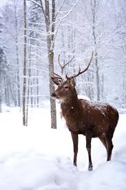 Winterbilder tiere als hintergrundbild : Hello Moment S Tiere Winterbilder Tiere Des Waldes