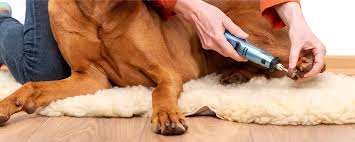 dog nail scrathes