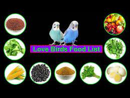 love birds food lovebirds food list