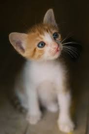 Looking for an orange kitten and striped grey kitten. 100 Curious Cats Ideas Cats Curious Cat Cat Care