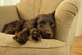 Find your new family member today, and discover the puppyspot difference. 4 Things To Know About Boykin Spaniel Puppies Greenfield Puppies