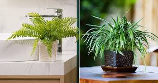 Air Purifying Plants 7 Indoor Plants