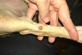 sebaceous cyst in dogs appearance