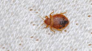 how to get rid of bed bugs banish