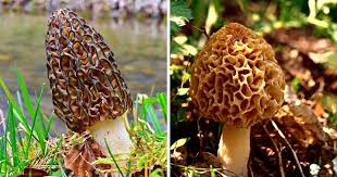 growing morel mushrooms 3 por