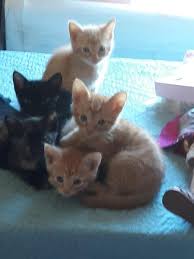 The most common kittens near me material is ceramic. Free Cats Kittens Need Adopted For Sale Free Nextdoor