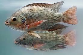 How long does it take tilapia fish to grow?