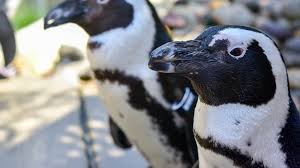 Adopt a penguin is the only genuine penguin adoption programme that gives each adoptee their very own penguin. Penguin Encounters The Maryland Zoo