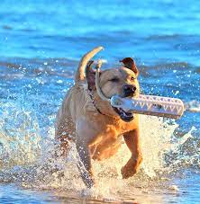 best dog friendly activities in the