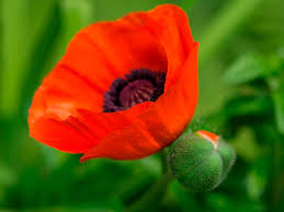 Red poppy seeds need light to germinate, so do not cover the seeds. How To Grow Care For Your Poppies Lovethegarden