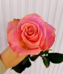 Роза 60см. Сорт Гермоза – цветы с доставкой в Брянске | Iris32