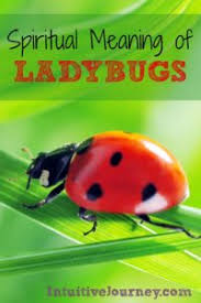 Spiritual Meaning Of Ladybugs Intuitive Journey
