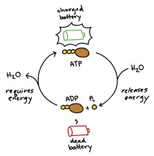 Atp Cycle And Reaction Coupling