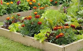 Children To Grow Vegetables In The Garden