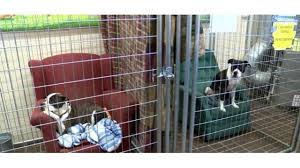 Image result for shelter uses old chairs for dogs