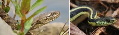 22 types of snakes that live in ohio