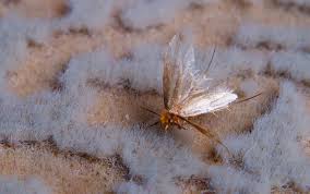 8 steps to eliminating carpet moths in