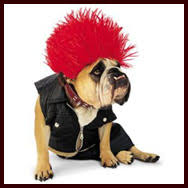 Résultat de recherche d'images pour 'bulldog anglais déguisé'