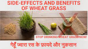 side effects and benefits of wheatgr