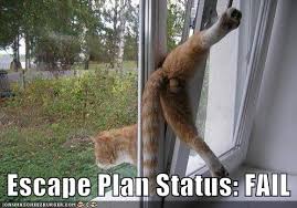Image result for funny cats fails
