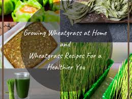 grow wheatgr at home with recipes