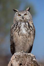 Owl en español