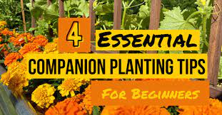 4 Companion Planting Tips For Beginners