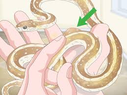 They are a great snake to own, because they don't take up much space and you can keep several of them in the same enclosure. 4 Ways To Take Care Of A Garter Snake Wikihow