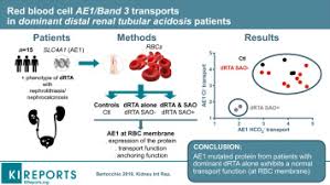 red blood cell ae1 band 3 transports in