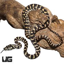 baby jungle carpet pythons morelia