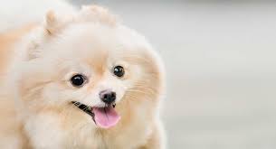 Best Food For Pomeranian Puppy Dogs What To Feed Your Pom