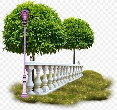 gardening trees for small gardens