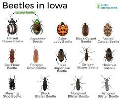 types of beetles in iowa with pictures