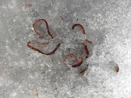 can red wigglers survive winter and how